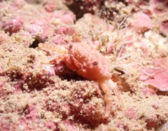 Exopalicus maculatus