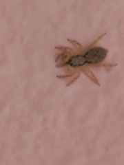 Menemerus bivittatus