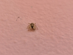 Menemerus bivittatus