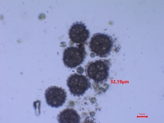 Sphaerocarpos europaeus