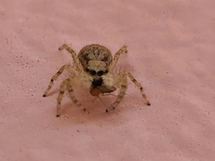 Menemerus bivittatus