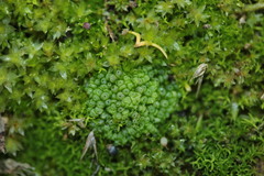 Sphaerocarpos europaeus