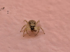Menemerus bivittatus