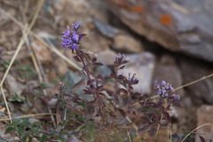 Ziziphora clinopodioides