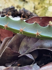 Selenicereus triangularis