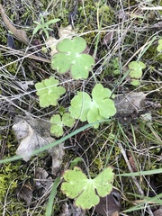 Delphinium nudicaule