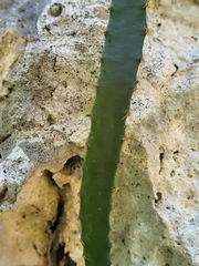 Selenicereus triangularis