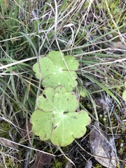 Delphinium nudicaule