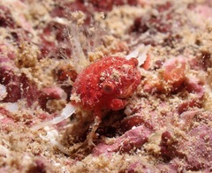 Exopalicus maculatus