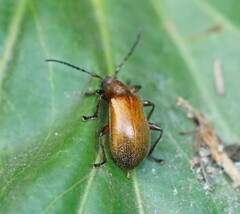 Ecnolagria