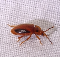 Epipocus punctatus