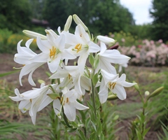 Lilium candidum