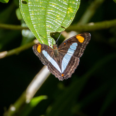 Adelpha serpa