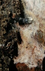 Sinodendron cylindricum