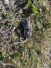 Peromyscus gambelii