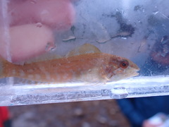 Hexagrammos decagrammus