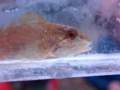 Hexagrammos decagrammus