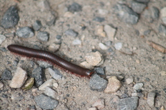 Narceus americanus