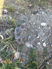 Peromyscus gambelii