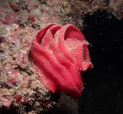 Hexabranchus