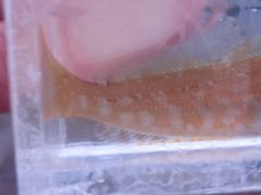 Hexagrammos decagrammus