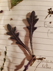 Biscutella mediterranea