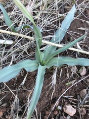 Chlorogalum pomeridianum