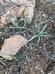 Chlorogalum pomeridianum