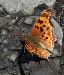 Polygonia satyrus