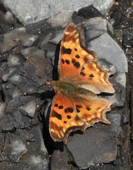 Polygonia satyrus