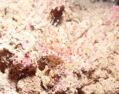 Isarachnanthus