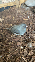 Junco hyemalis