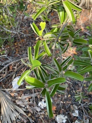 Quadrella jamaicensis