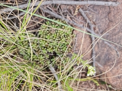 Anacampseros subnuda