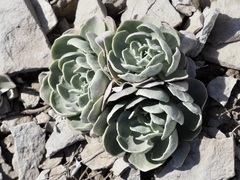 Physaria bellii