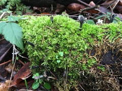 Aulacomnium androgynum