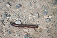 Narceus americanus