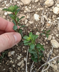 Phyllanthus polygonoides