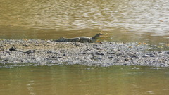 Caiman crocodilus crocodilus
