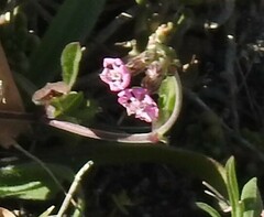 Silene colorata