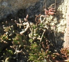 Sedum album