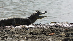 Caiman crocodilus crocodilus