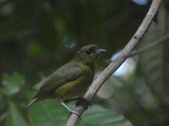 Euphonia gouldi