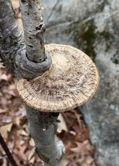 Daedaleopsis confragosa