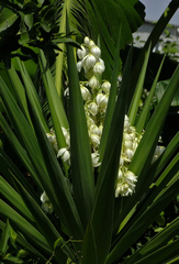 Yucca gloriosa