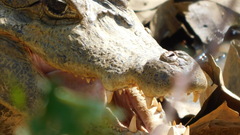 Caiman crocodilus crocodilus