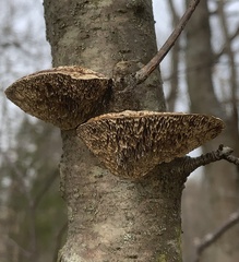 Daedaleopsis confragosa