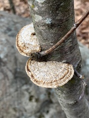 Daedaleopsis confragosa