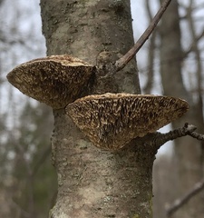 Daedaleopsis confragosa