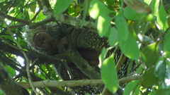 Coendou longicaudatus
